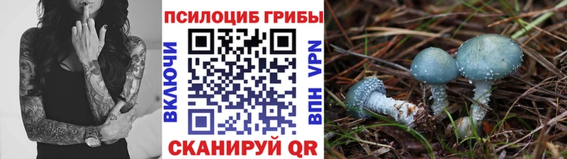 Псилоцибиновые грибы Psilocybe  Купить  Осташков 